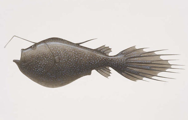 49_anglerfish