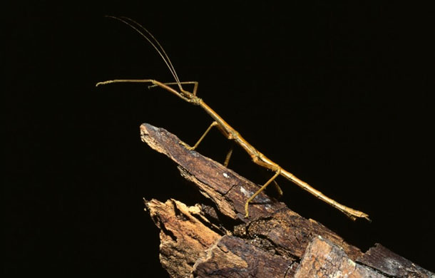 49_stickinsect