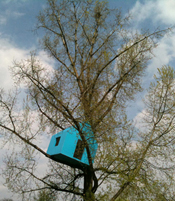 house on a tree_ (8)