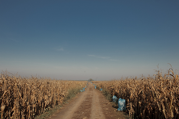 SID, SERBIA - OCTOBER 4, 2015: Bags of trash are collected along the cornfields bordering Serbia and Croatia, after a large group of refugees and asylum seekers crossed into Serbia.